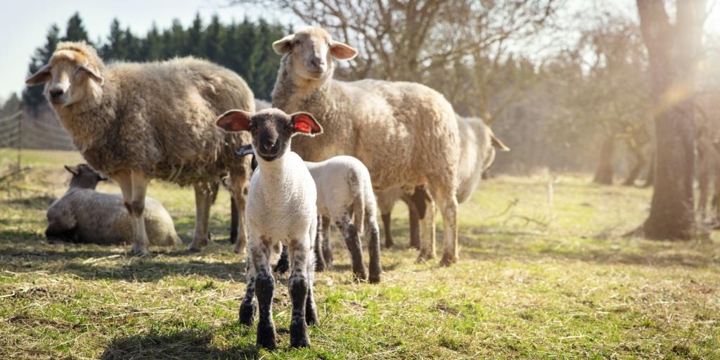 Loisirs accessibles en Angleterre moutons à la ferme JC Verro
