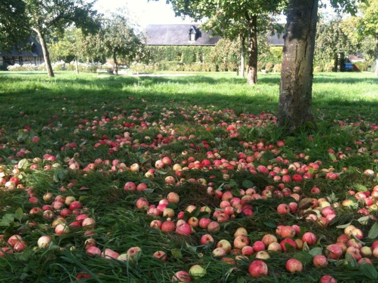 Distillerie Calvados Drouin : Découvrez la fabrication du cidre du pommeau et du Calvados. Vacances accessibles en Normandie.