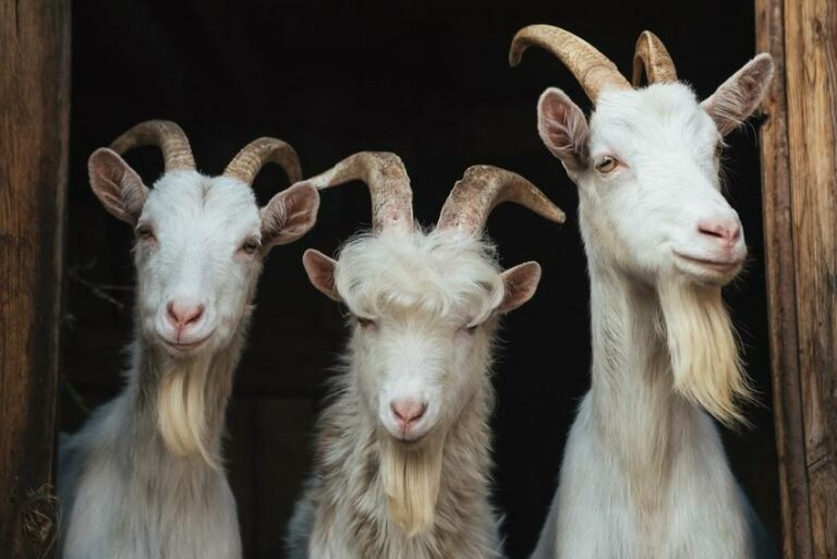 Vacances accessibles en Bourgogne-Franche-Comté venez rencontrer les animaux des petits bois