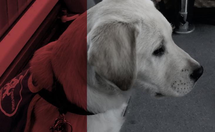 Les chiens guides d'aveugles et leurs maîtres se voient encore refuser l'accès à de nombreux lieux publics en dépit de la loi.