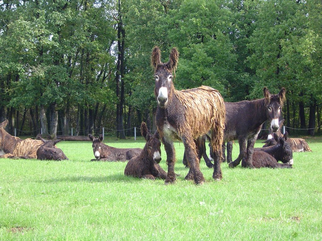 Rencontrez des ânes hors du commun - Vacances accessibles en Nouvelle Aquitaine © Asinerie du Baudet du Poitou