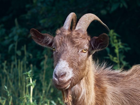 Venez rencontrer les chèvres de la Ferme du Cabri au Lait - Vacances accessibles en Centre-Val de Loire