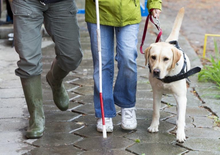 La FAAF dénonce les incivilités envers les personnes accompagnées d'un chien guide d'aveugle